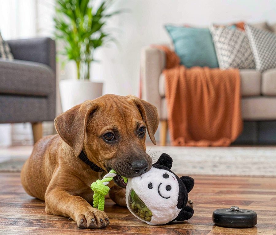 Puppy chewing season: what actually worked
