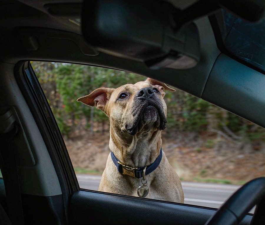 Road trips with your dog, minus the chaos