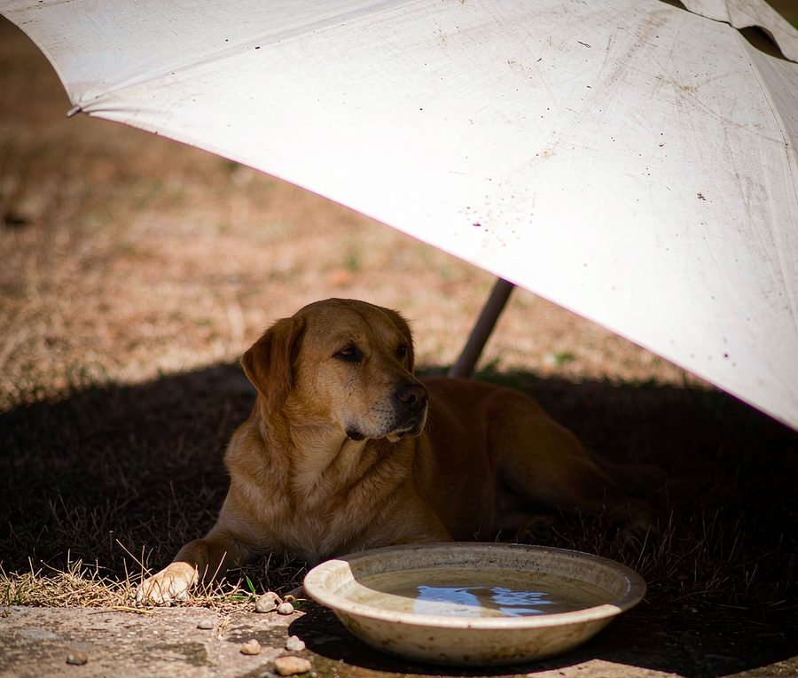 Heat safety for pets: the talk we have every summer